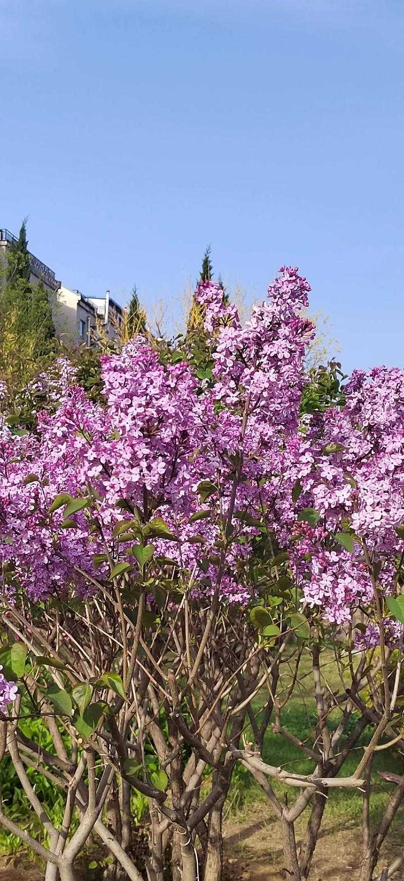 丁香花花开免费高清完整版在线观看_哔哩哔哩_bilibili