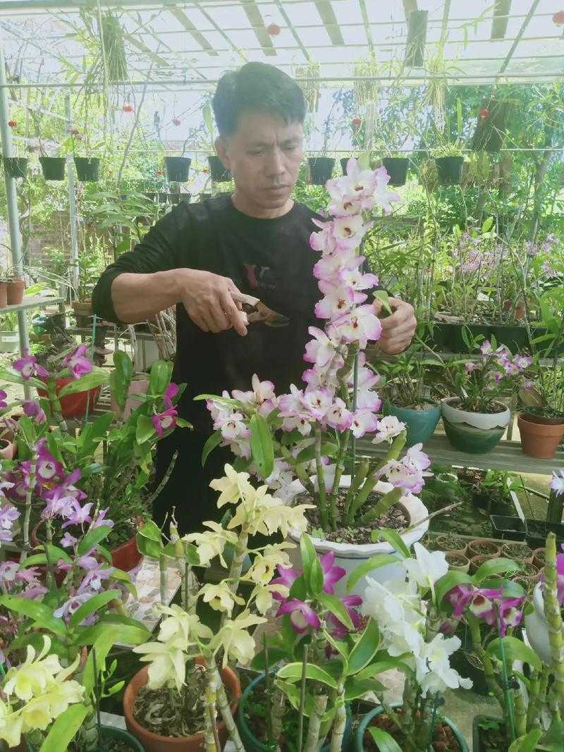 鲜花小镇辛勤的花匠怎么玩
