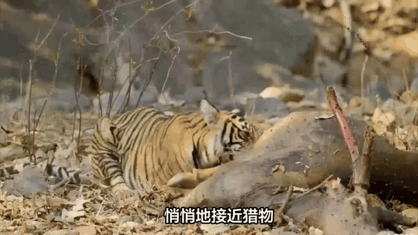 兽王老虎挡路：丛林霸主的神秘传说与生存智慧