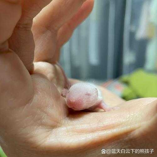 熊猫宝宝出生时真的全黑吗？