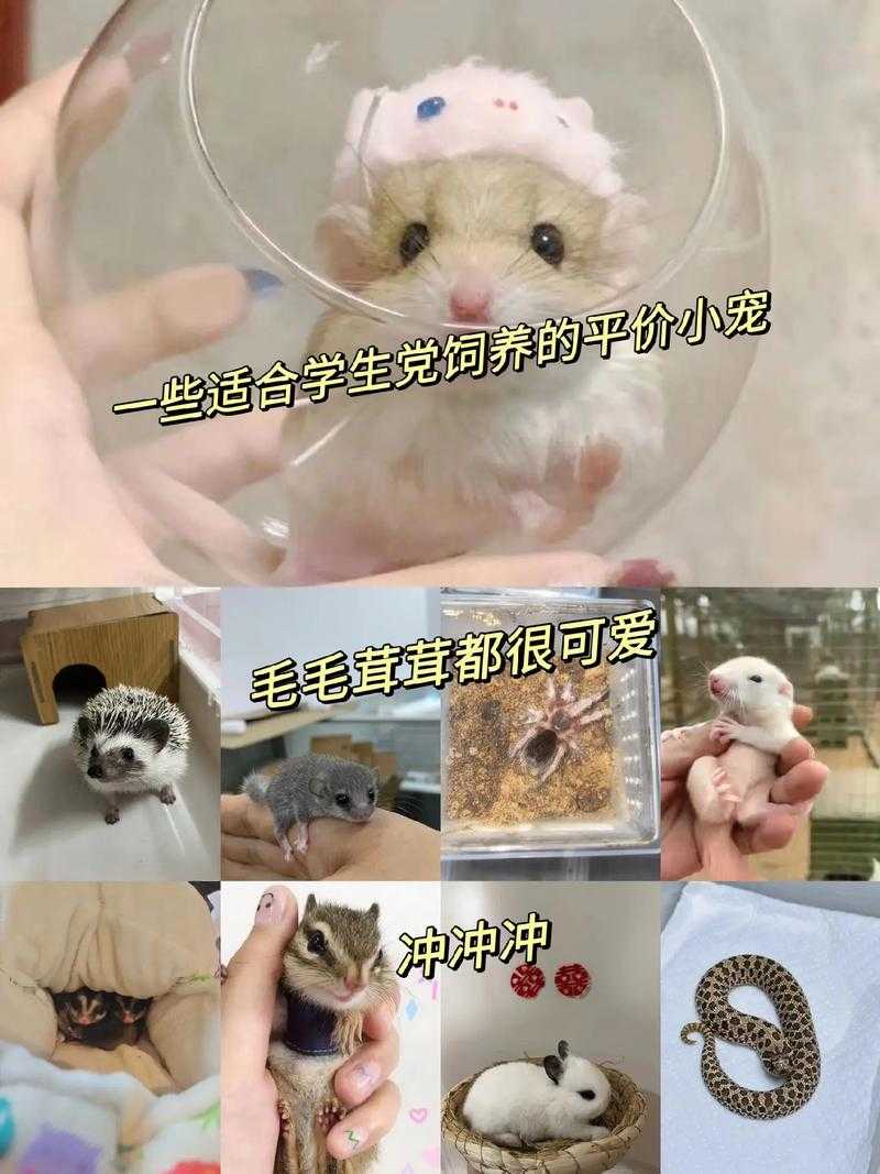 学生党必看10种适合宿舍养的小型宠物推荐