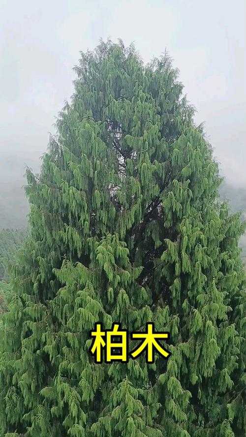 揭秘能活几万年的树:全球最长寿树种排行榜