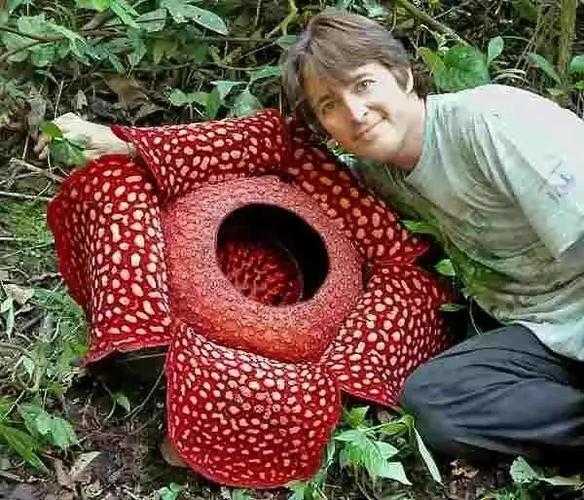 揭秘亚马逊雨林10大恐怖植物:食人花、死亡藤蔓的致命真相