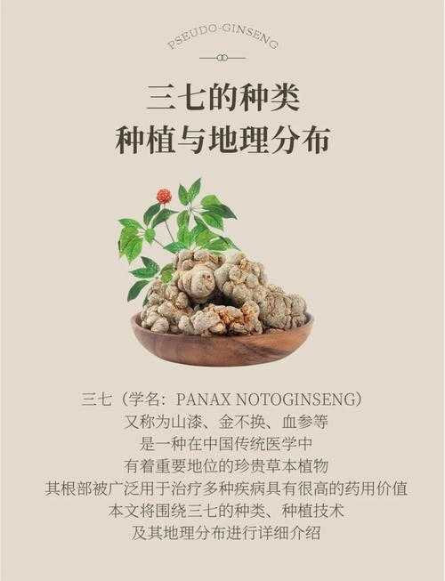 三七种子种植技术_三七种子价格_三七种子购买指南