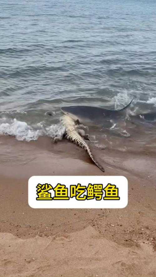 震撼公牛鲨惨遭鳄鱼生吞,自然界食物链残酷实录
