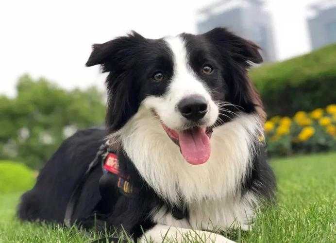 十大最聪明的狗狗排行榜:边境牧羊犬稳居榜首