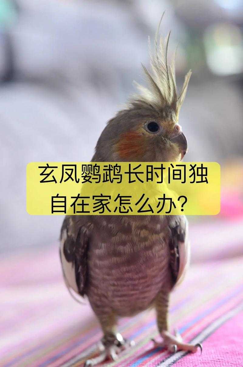 凌云诺鹦鹉出现时间是什么时候