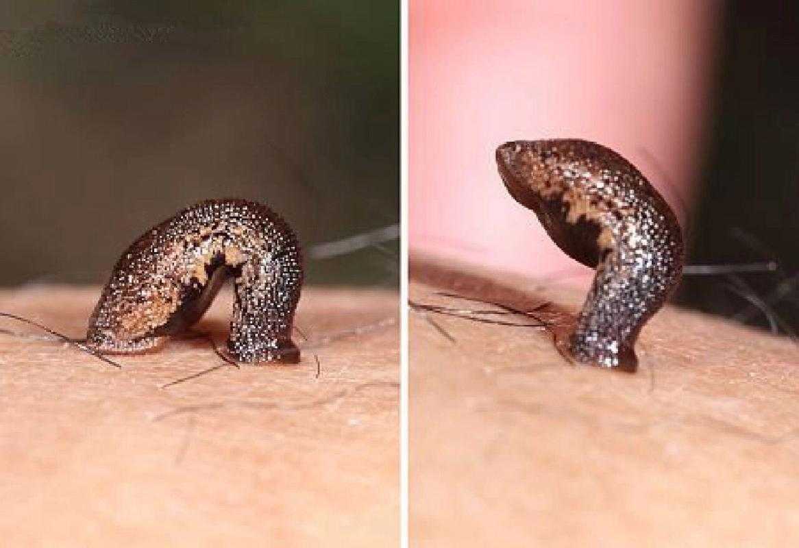 揭秘十大最厉害蛊虫排名,第一名竟能杀人于无形