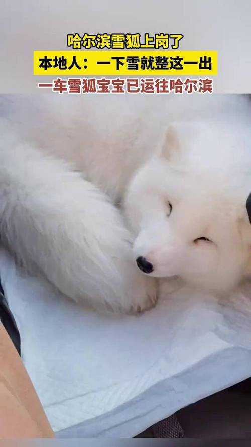 奶块雪狐有几条尾巴