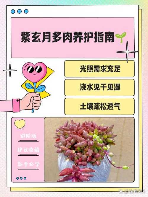 紫值得培养吗