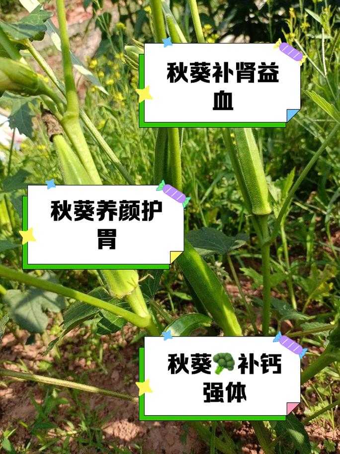 如何获取最新免费版的秋葵app下载淅api?