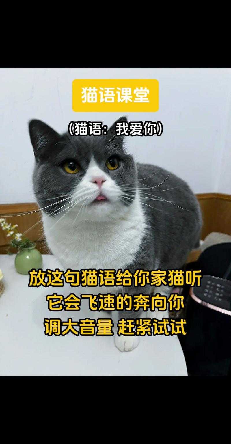 全网会说话的猫:揭秘最火猫咪视频背后的神奇互动