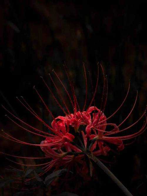 丁香花是死人花吗?揭秘丁香花的真实寓意与传说