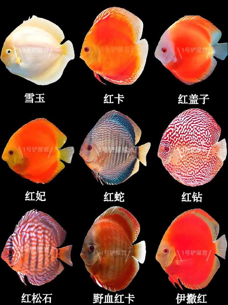 七彩神仙鱼喂什么饲料好？饲料选择与喂养指南