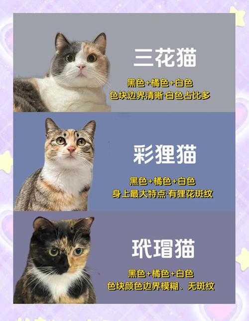 三只小狸猫的位置在哪里?最新发现地点与详细指南