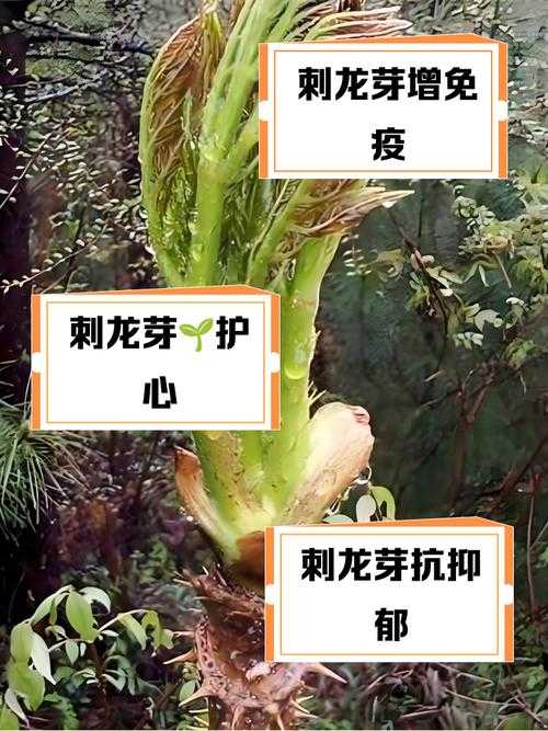 野生龙齿草采摘地点与采集技巧全攻略