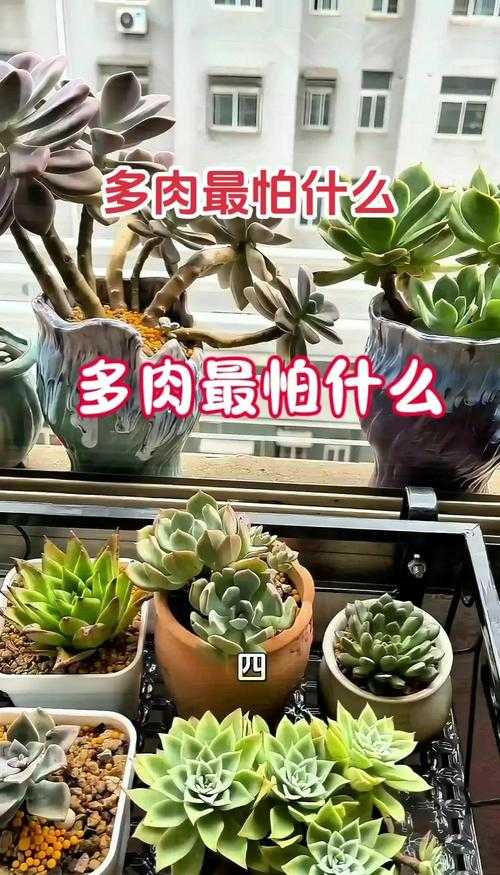 如何识别与养护常见的多肉植物?图片详解多肉种类与养护技巧