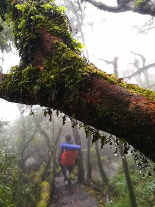 潮湿的苔藓蹭着石阶 我举着快要没电的探照灯摸进圣堂地下室时 