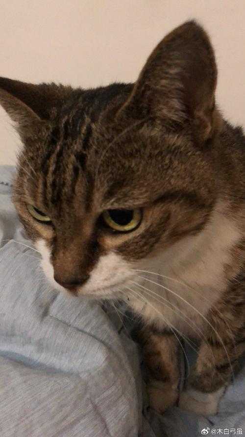 为什么我们需要一只会说话的皮皮猫