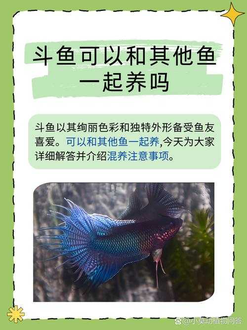 如何饲养价值百元的中国斗鱼？有什么特别之处？