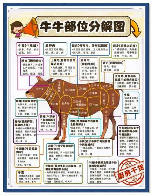 牛上脑是牛的哪个部位 蚂蚁庄园答案