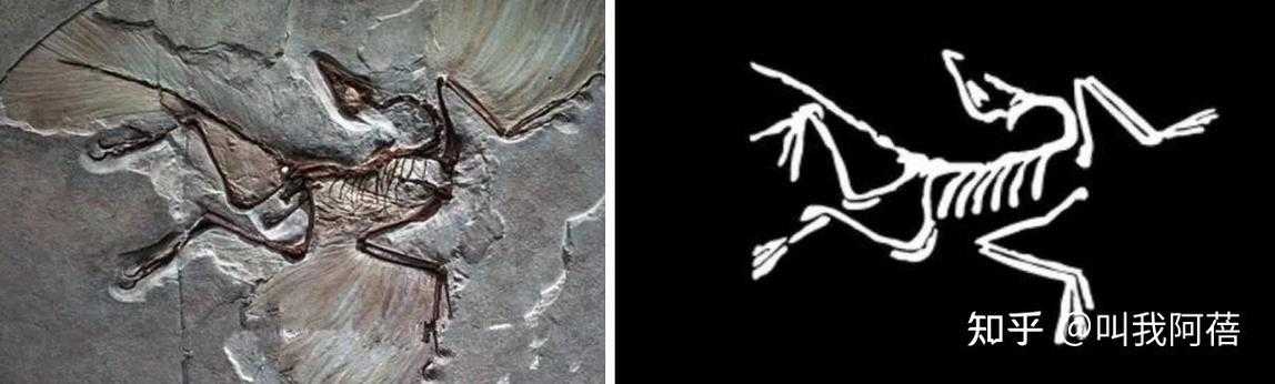 第五人格始祖鸟化石多少钱