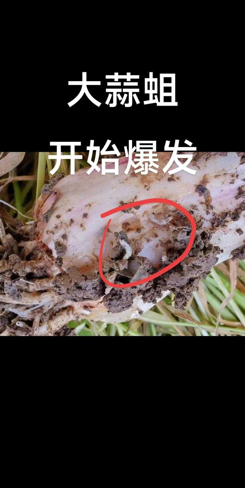 如何安全下载和观看百度网盘中的蛆视频?如何避免潜在风险?
