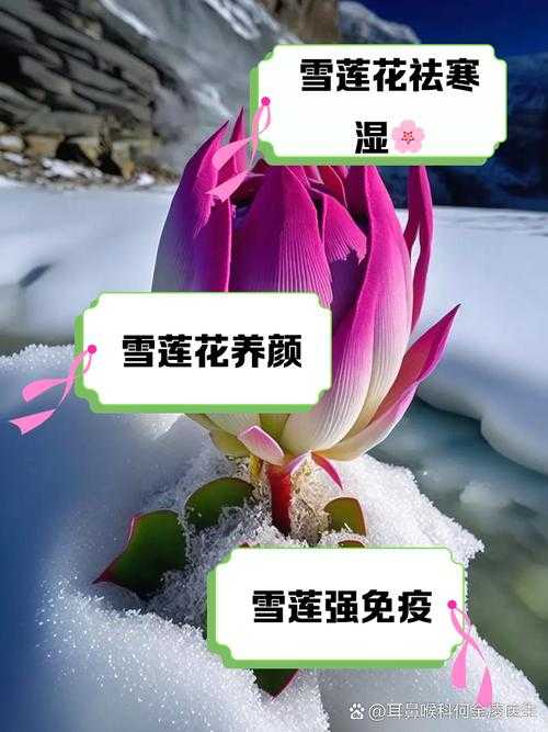 雪莲是什么植物?功效与作用详解