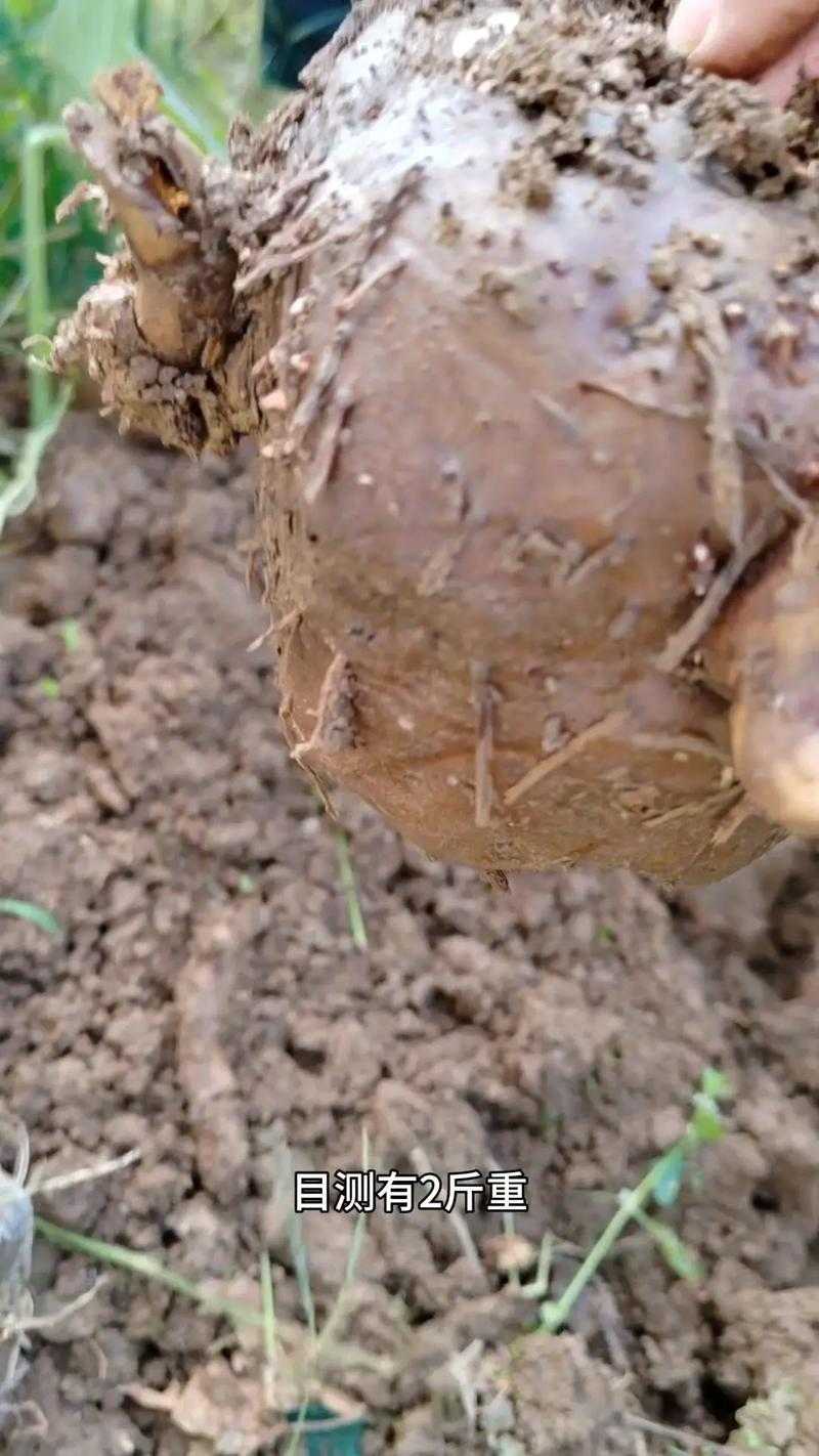 魔芋丝和魔芋豆腐颜色差异的奥秘