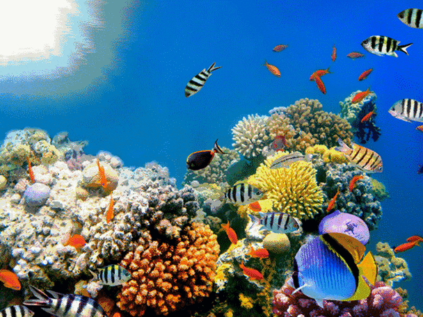 水族馆动态屏保:健康科技与智能体验新趋势