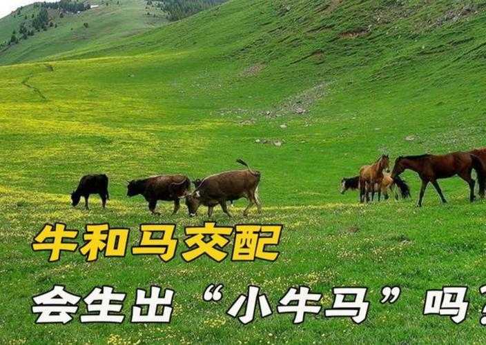 骡子由马和驴杂交繁殖后代