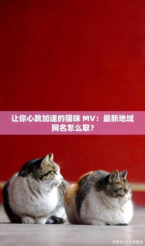 猫咪MV最新永久域名及网名大全2025