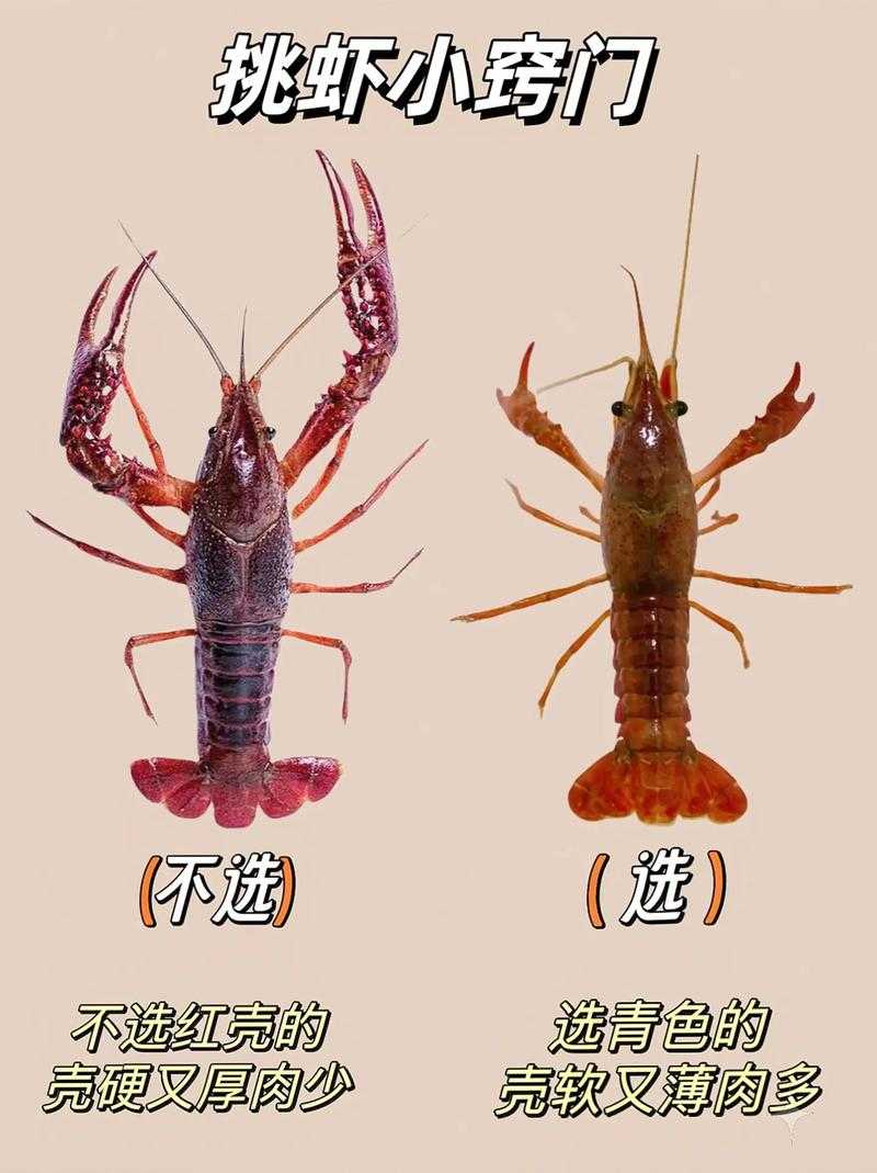 小龙虾心脏位置功能及养殖解析