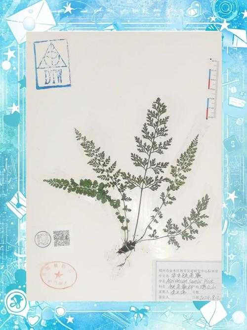 清晨五点 我蹲在潮湿的蕨类植物丛中 手指紧紧扣住自制的木制长
