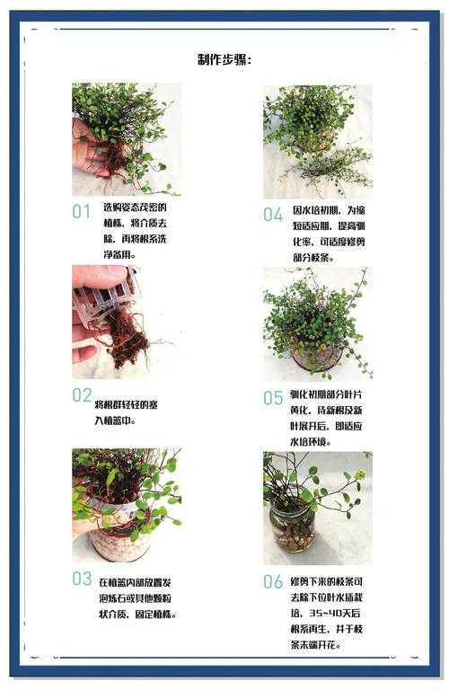 揭秘常见植物的奥秘：如何识别与照顾身边的千种植物？