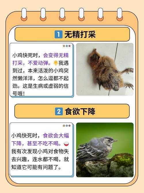 2025年《小鸡复仇记》农业变革与数据真相