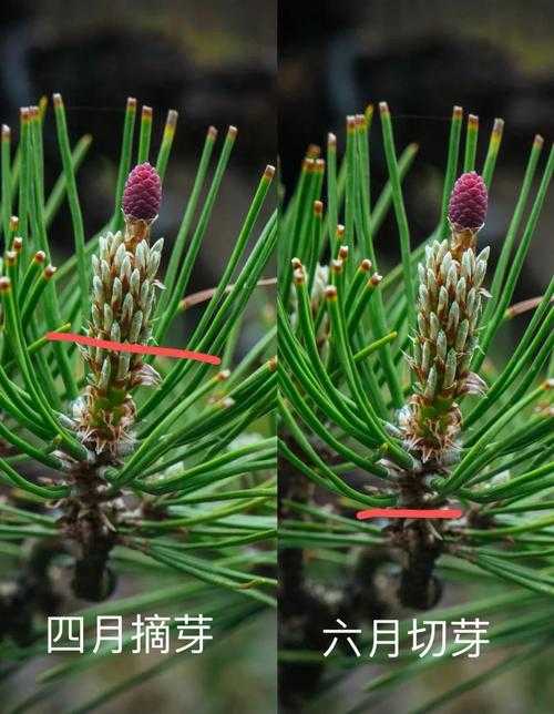 黑松主干发芽技巧及养护方法