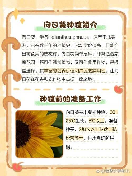 阳台种出小太阳 向日葵在线观赏指南