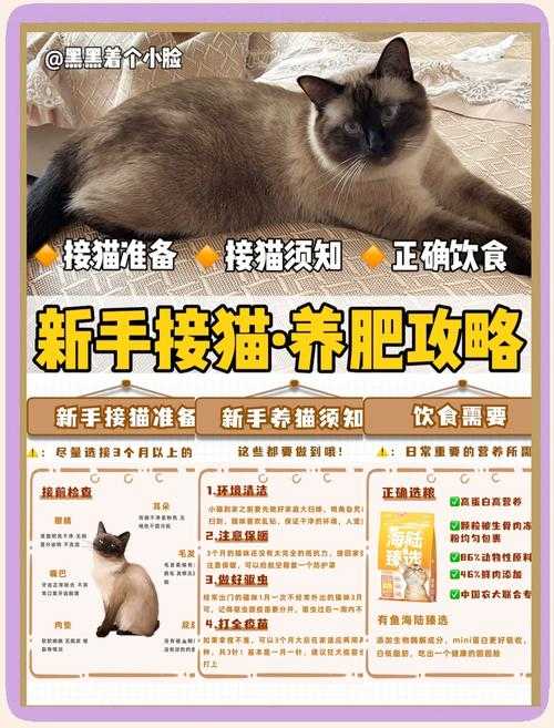 猫咪在哪里 通关秘籍 从菜鸟到救援高手的 步指南