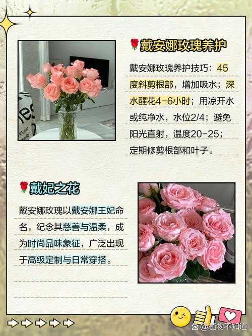 11朵戴安娜玫瑰花背后隐藏的花语是什么?