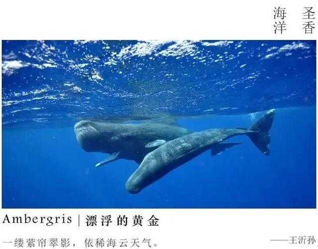 龙涎香的秘密 来自深海的抹香鲸礼物