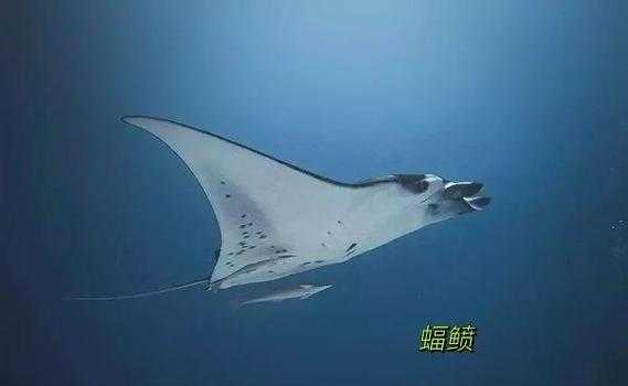 2025年 方舟生存进化 蝠鲼驯服全攻略 手把手教你成为海洋