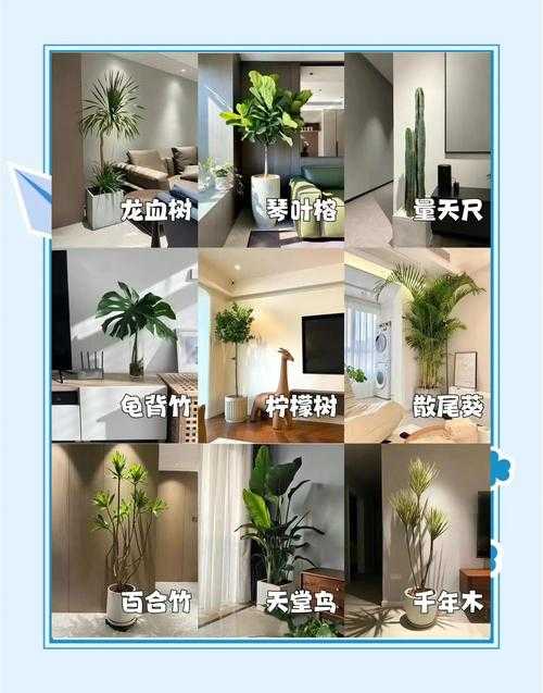 如何选择合适的家居绿植,打造温馨家居环境?推荐几种受欢迎的绿植选择