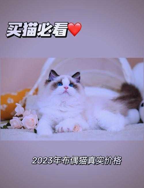 2023猫直播年货狂欢：全民嗨购体验升级！