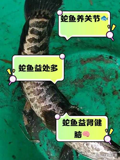 噬鱼蛇生态保护成效与跨区域协作挑战