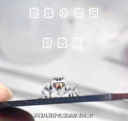 如何在新手变老手?特工玩家的成长之路如何走?
