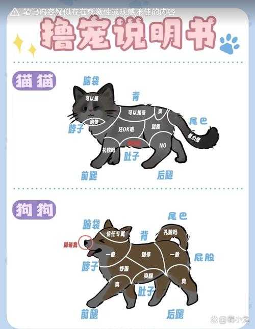 如何提升宠物修炼上限至飞升境界？宠物修炼进阶攻略