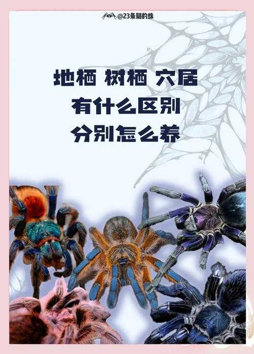 2025年 浩劫 宠物培养全攻略 从新手到高手的进阶之路