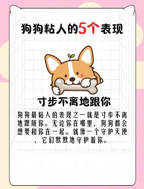 狗狗太黏人怎么办?5招解决宠物依赖症