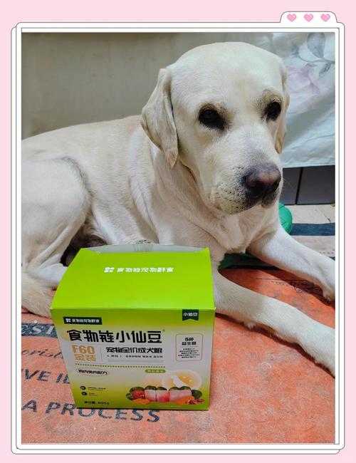如何获得宠物拆除后的仙豆数量?宠物仙豆获取攻略
